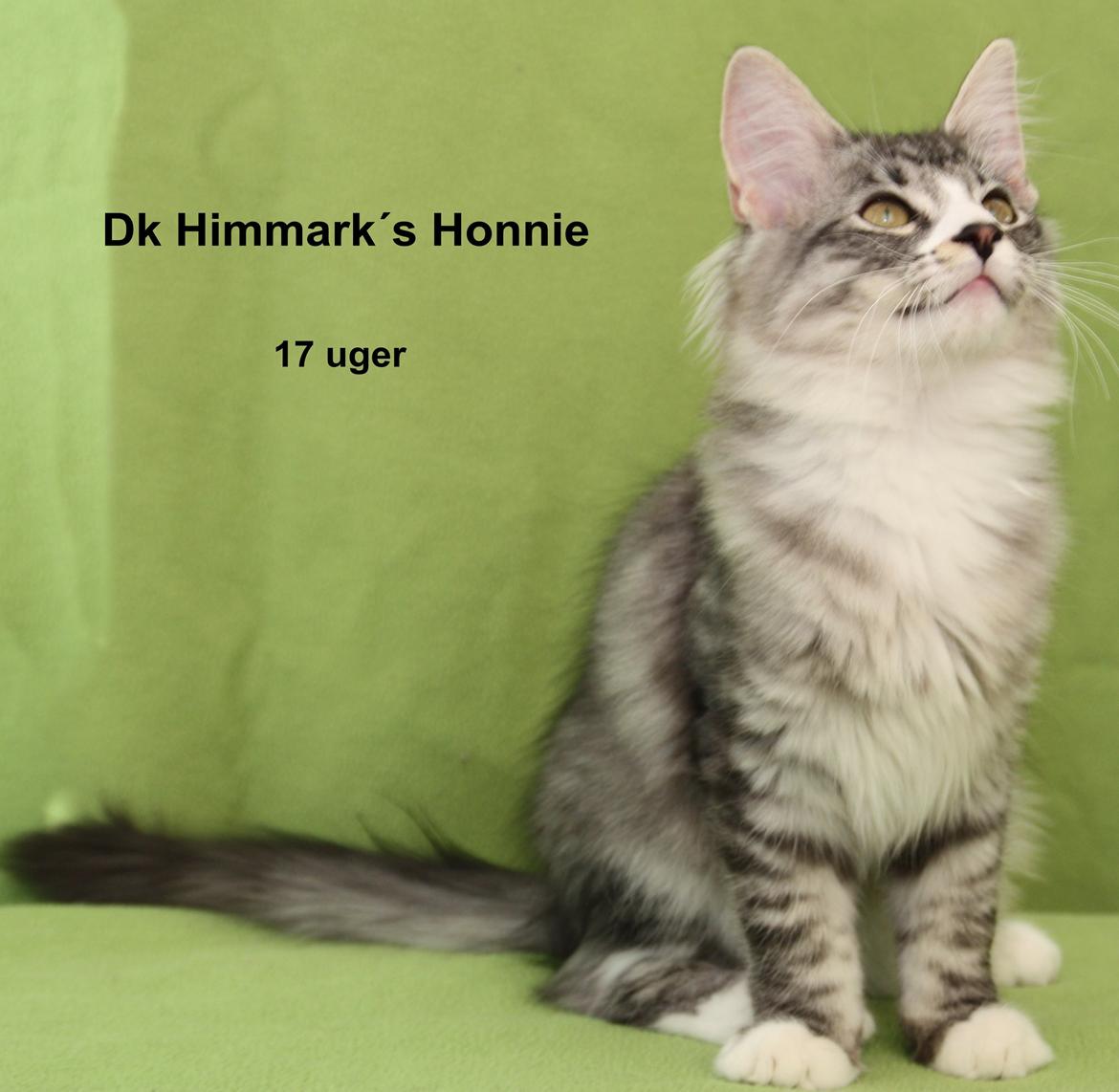 Norsk Skovkat Dk Himmark´s Honnie billede 3