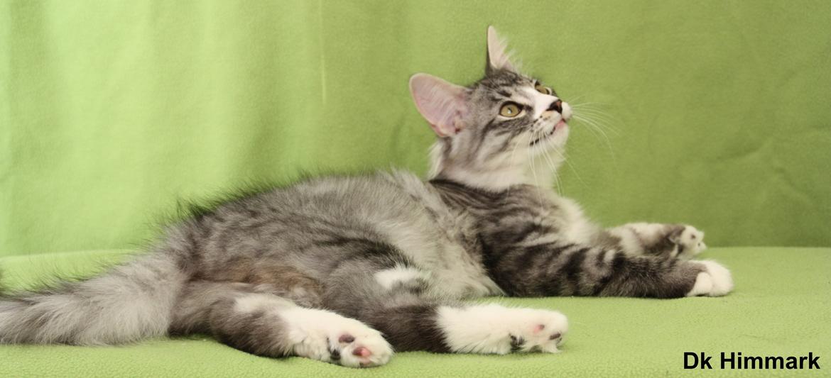 Norsk Skovkat Dk Himmark´s Honnie billede 4