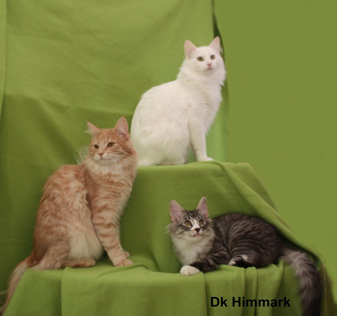 Norsk Skovkat Dk Himmark´s Honnie billede 43