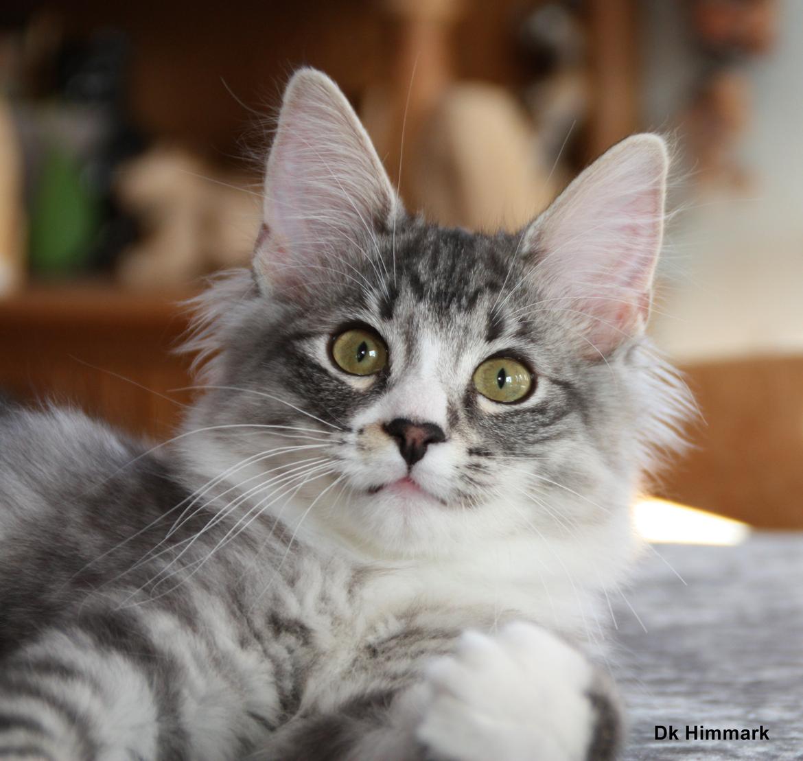 Norsk Skovkat Dk Himmark´s Honnie billede 44