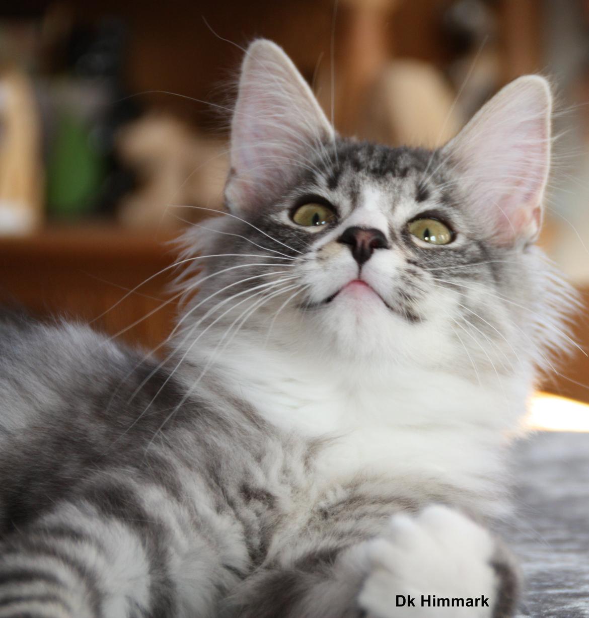 Norsk Skovkat Dk Himmark´s Honnie billede 2