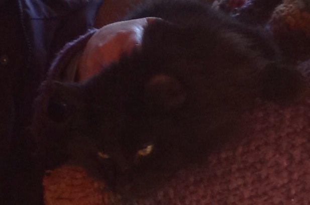 Norsk Skovkat Pussi billede 1