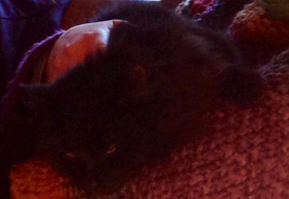 Norsk Skovkat Pussi billede 2