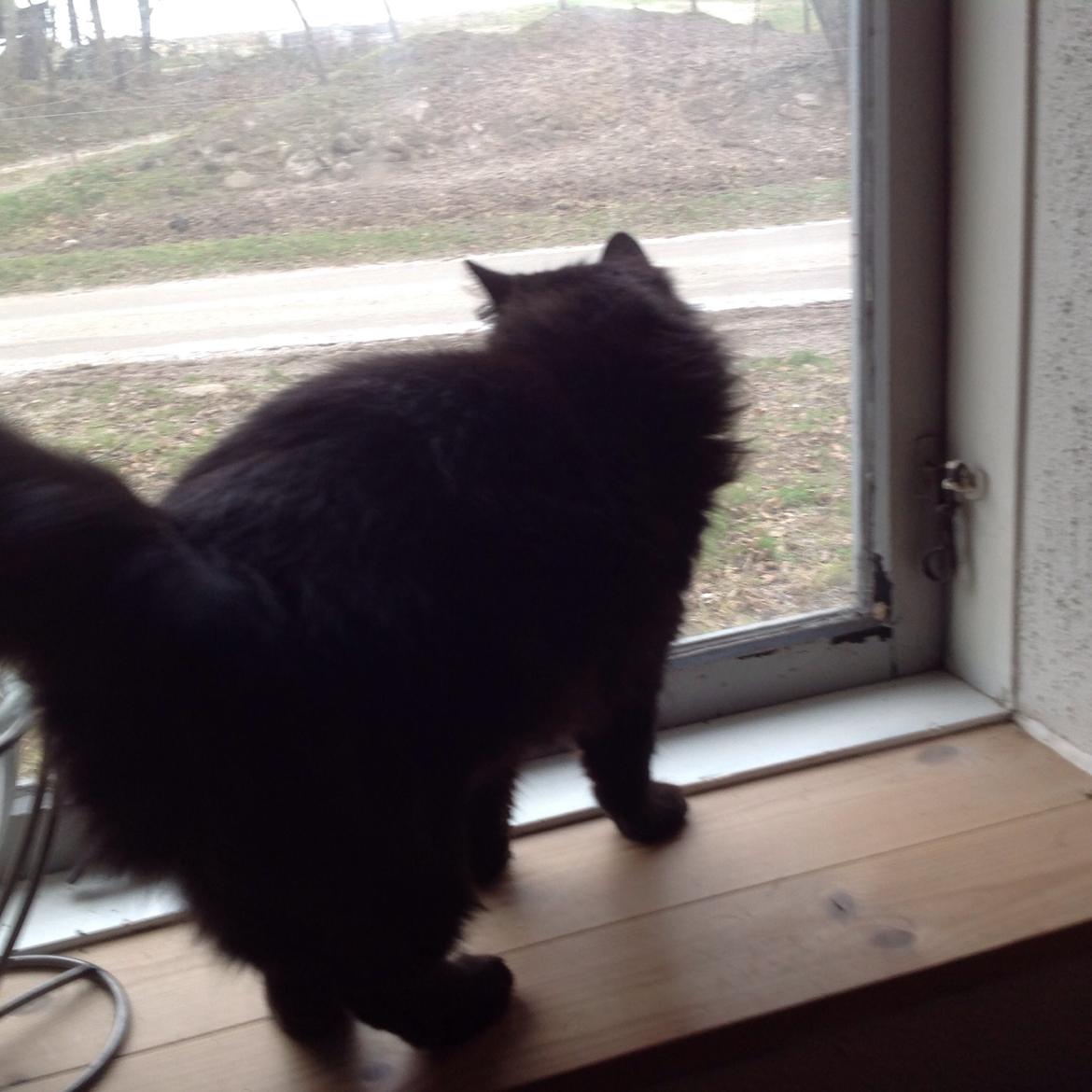 Norsk Skovkat Pussi billede 3