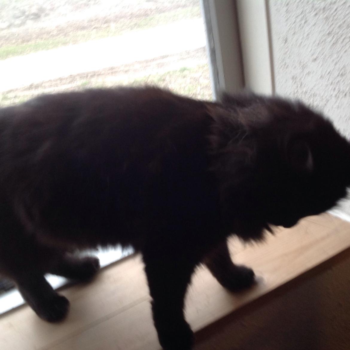 Norsk Skovkat Pussi billede 4