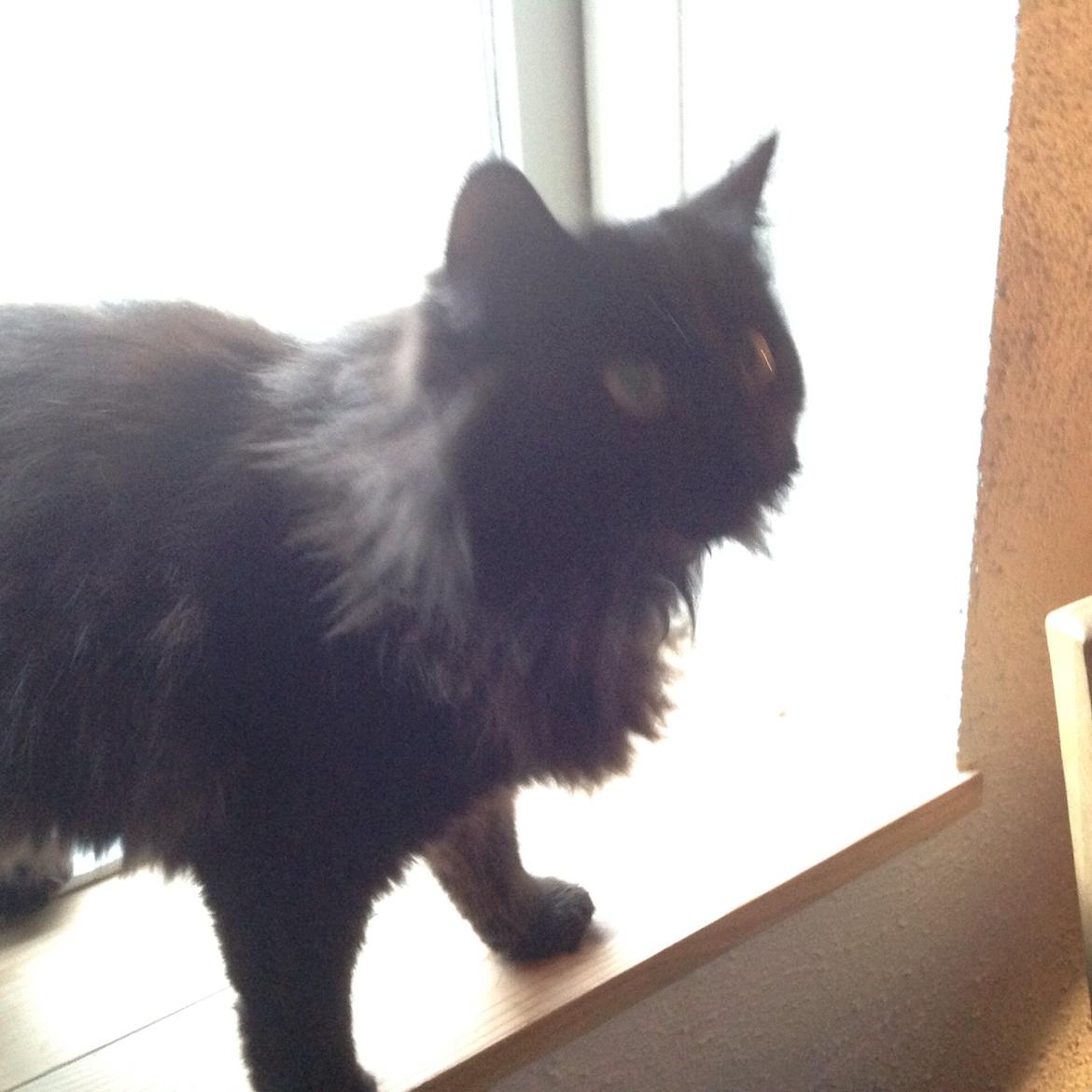 Norsk Skovkat Pussi billede 5