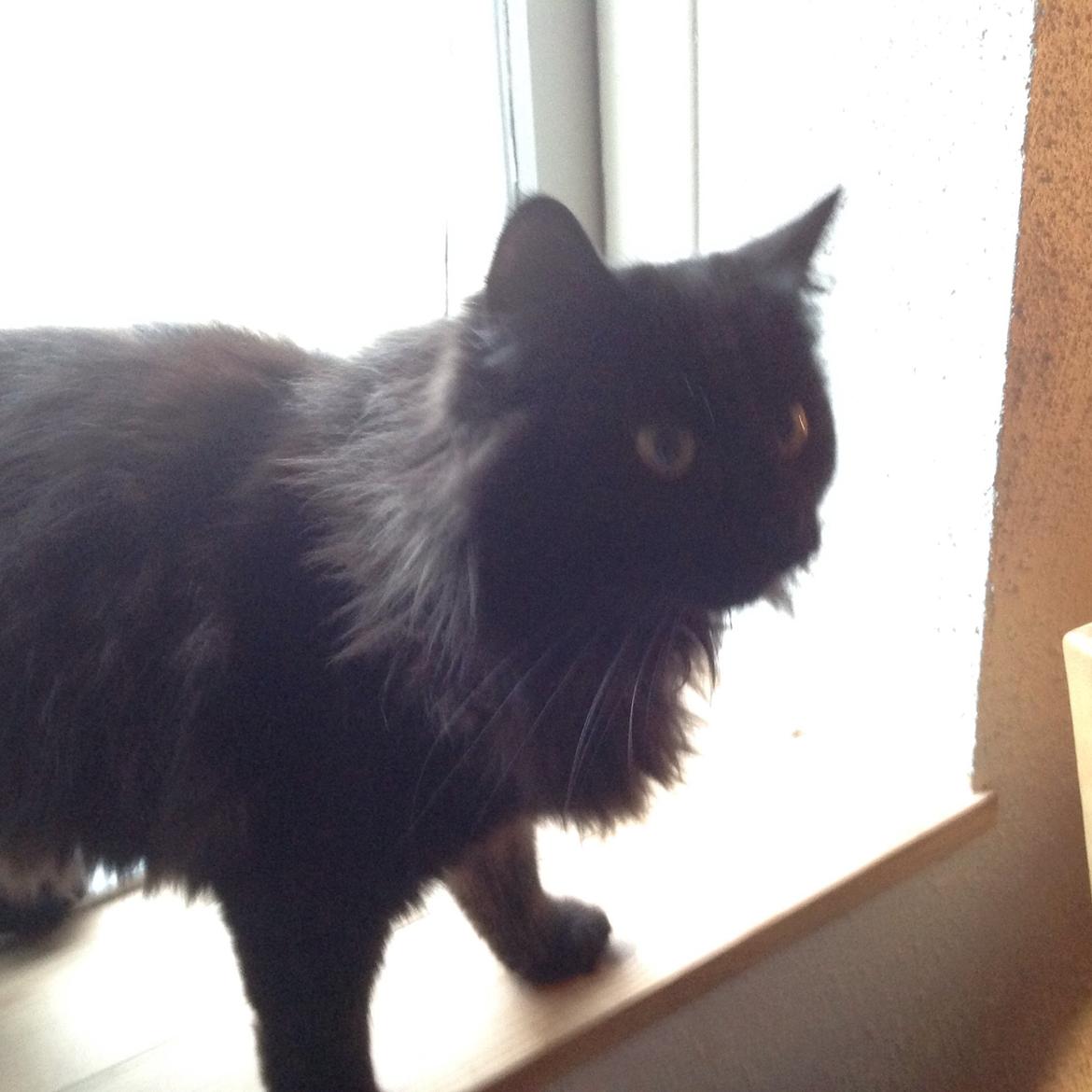 Norsk Skovkat Pussi billede 6