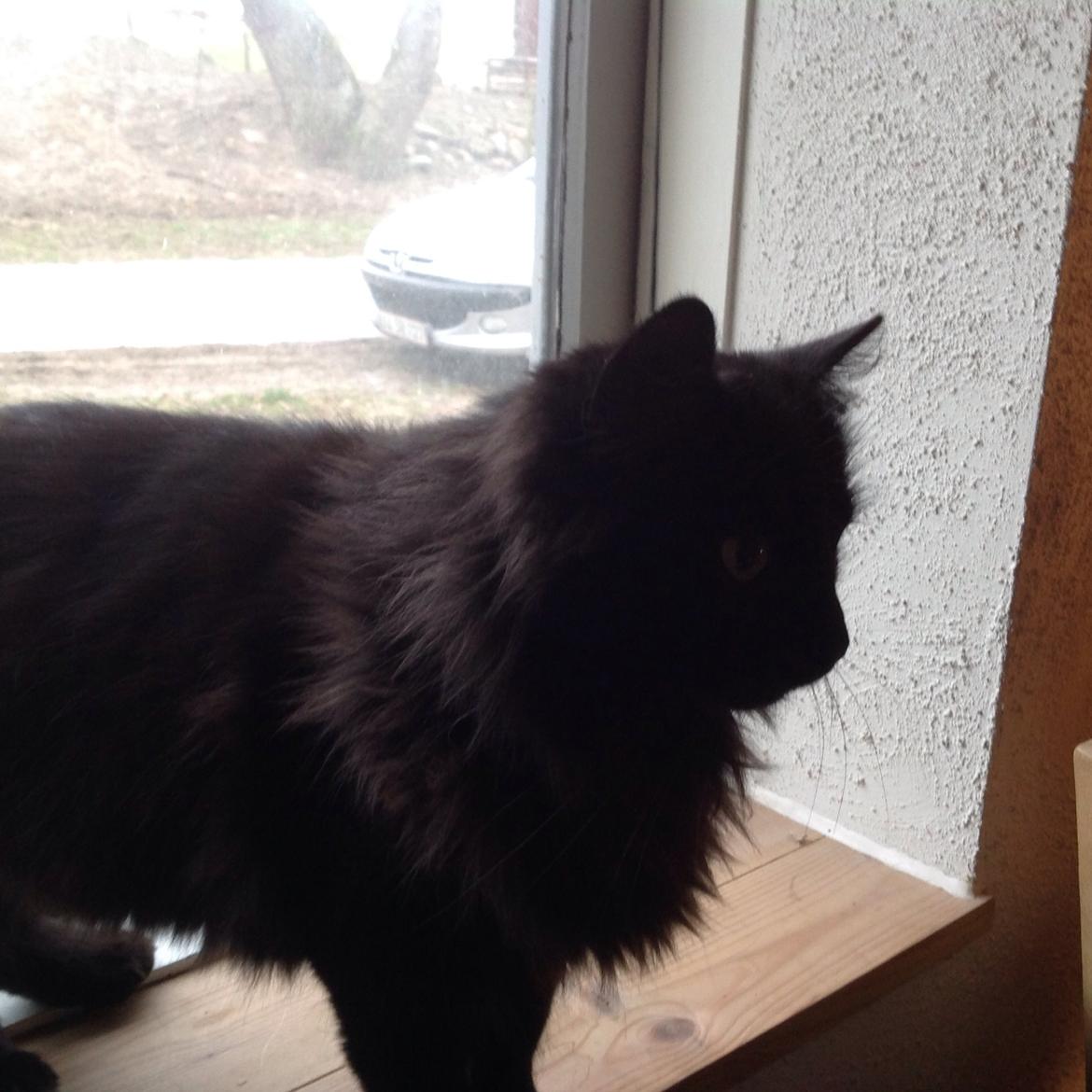 Norsk Skovkat Pussi billede 7