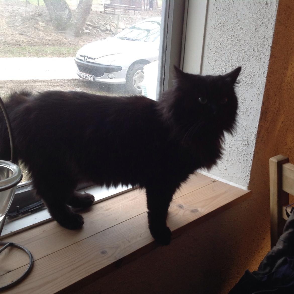 Norsk Skovkat Pussi billede 8