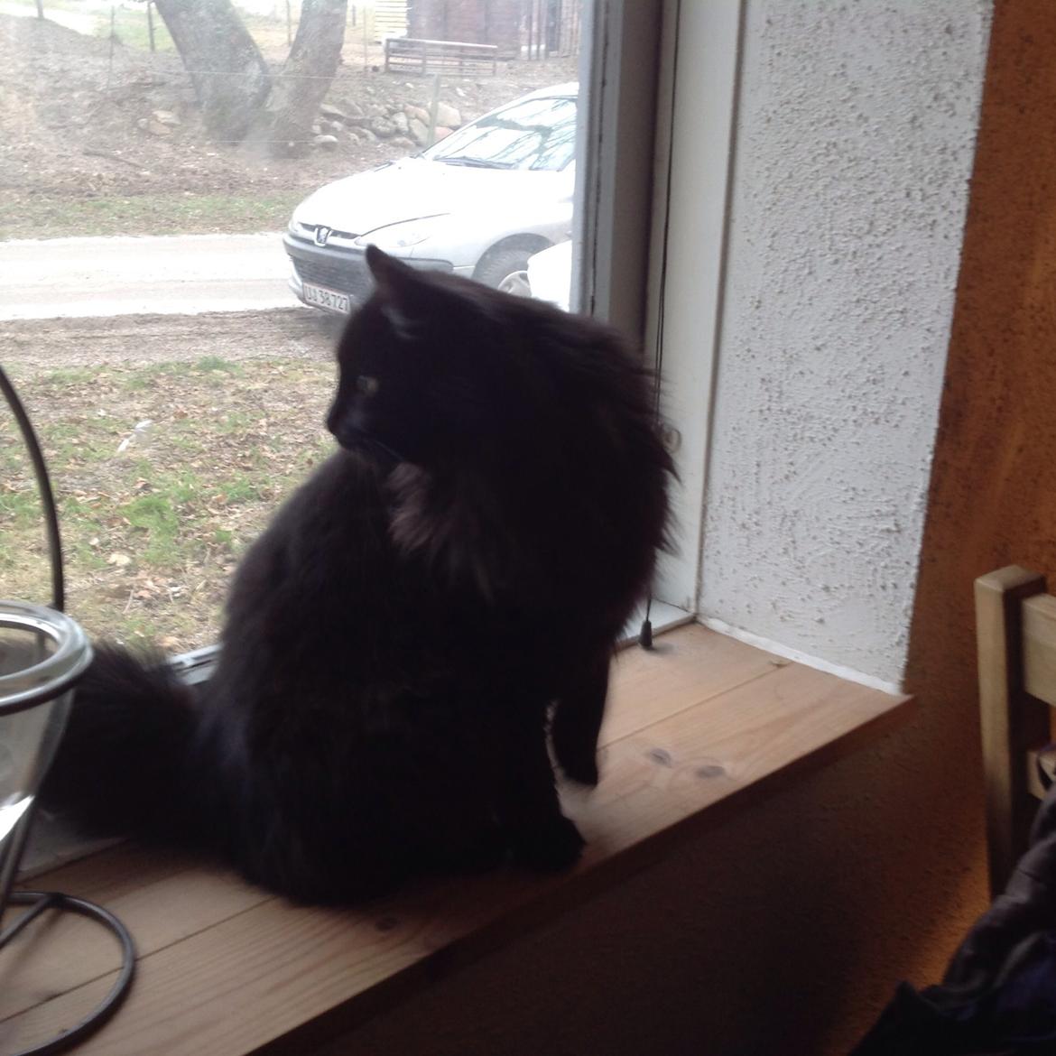 Norsk Skovkat Pussi billede 9