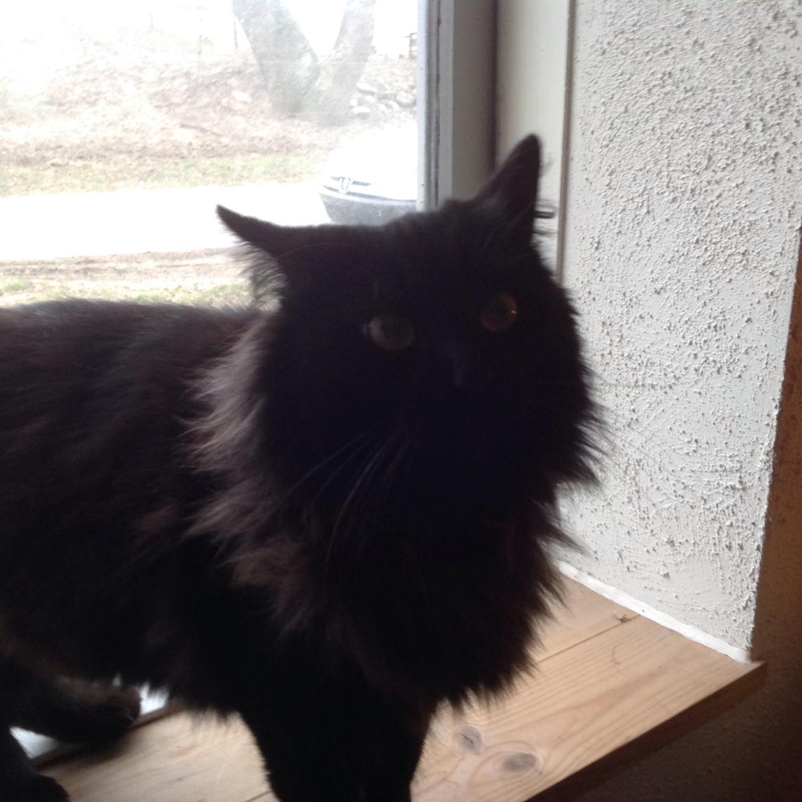 Norsk Skovkat Pussi billede 10