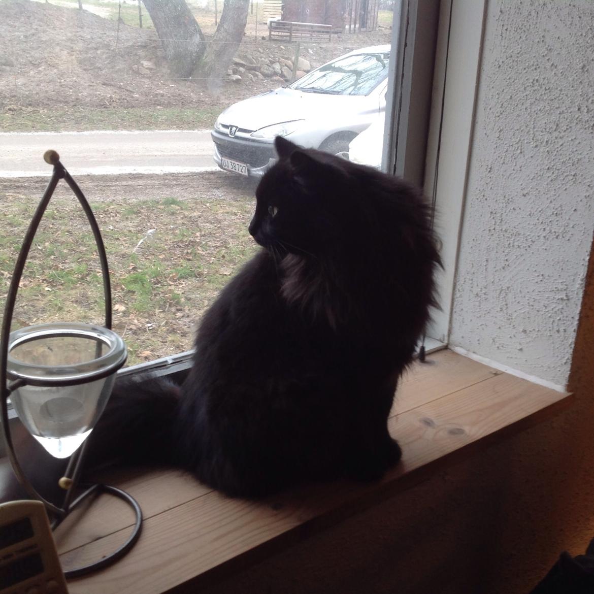 Norsk Skovkat Pussi billede 11