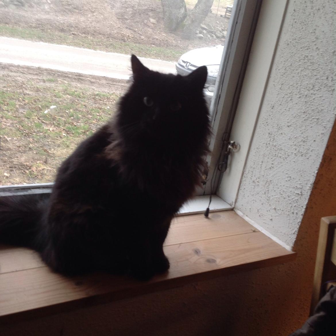 Norsk Skovkat Pussi billede 12