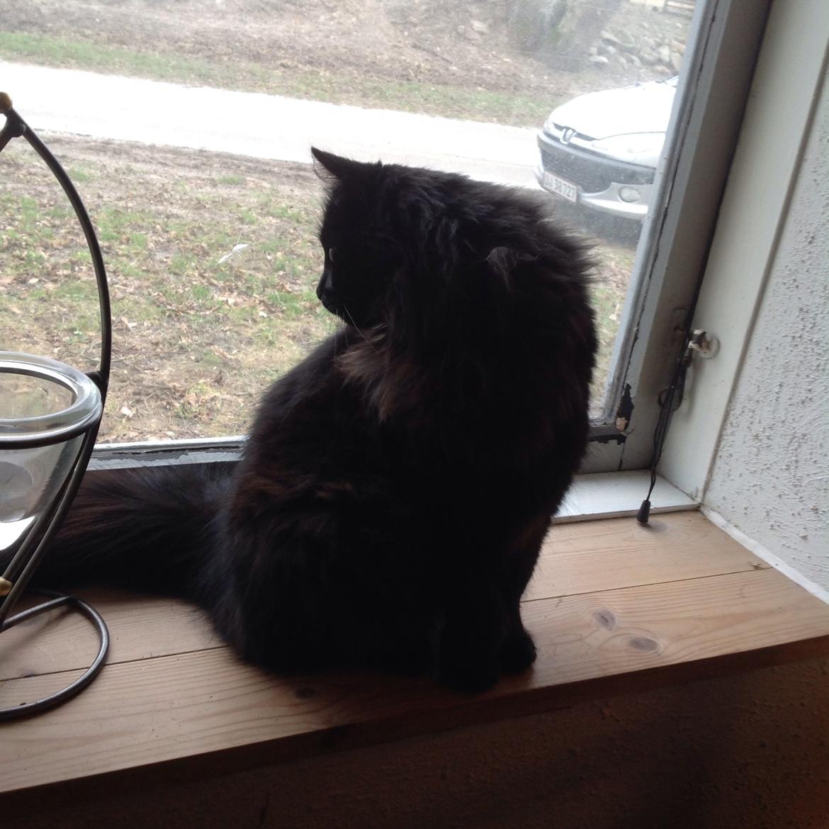 Norsk Skovkat Pussi billede 13