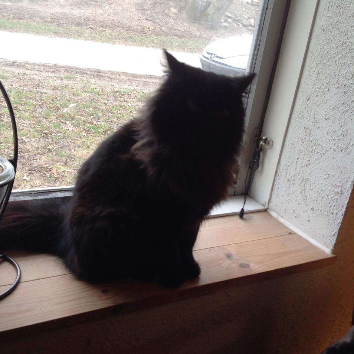 Norsk Skovkat Pussi billede 14