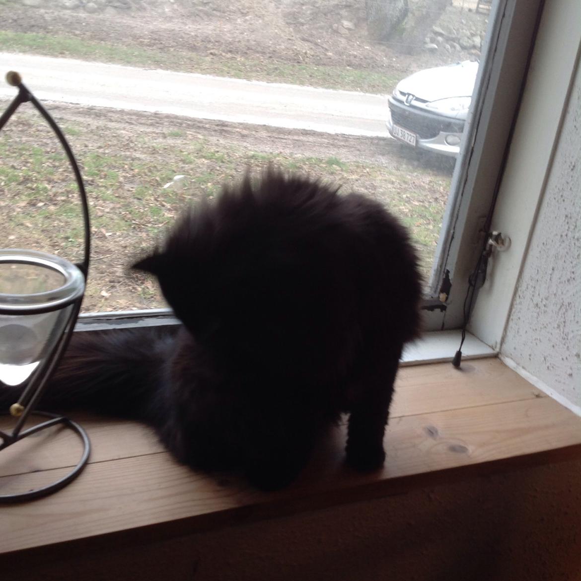 Norsk Skovkat Pussi billede 15