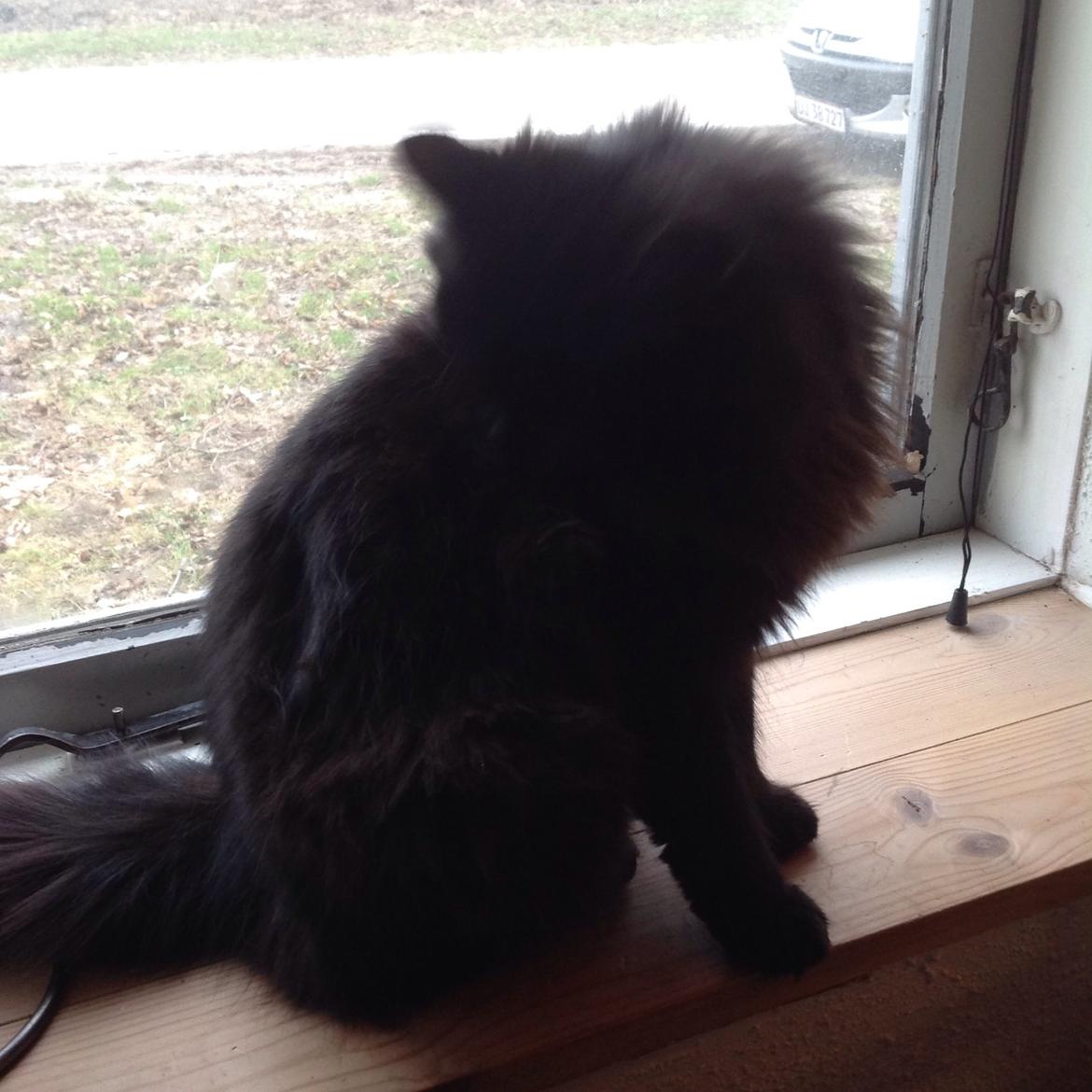 Norsk Skovkat Pussi billede 16