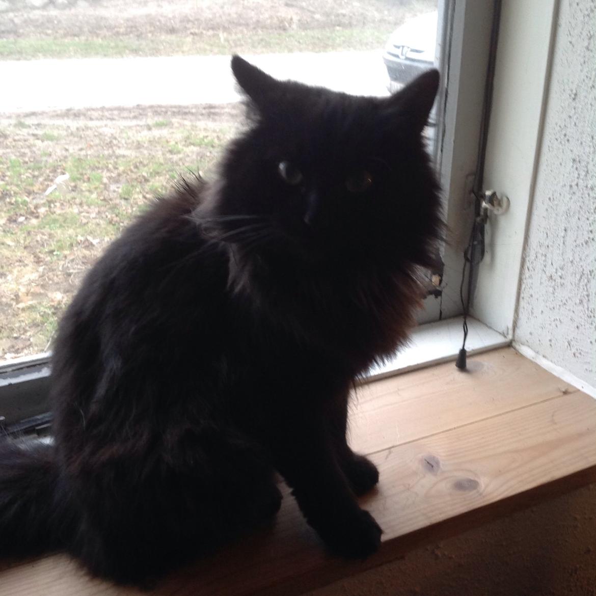 Norsk Skovkat Pussi billede 17