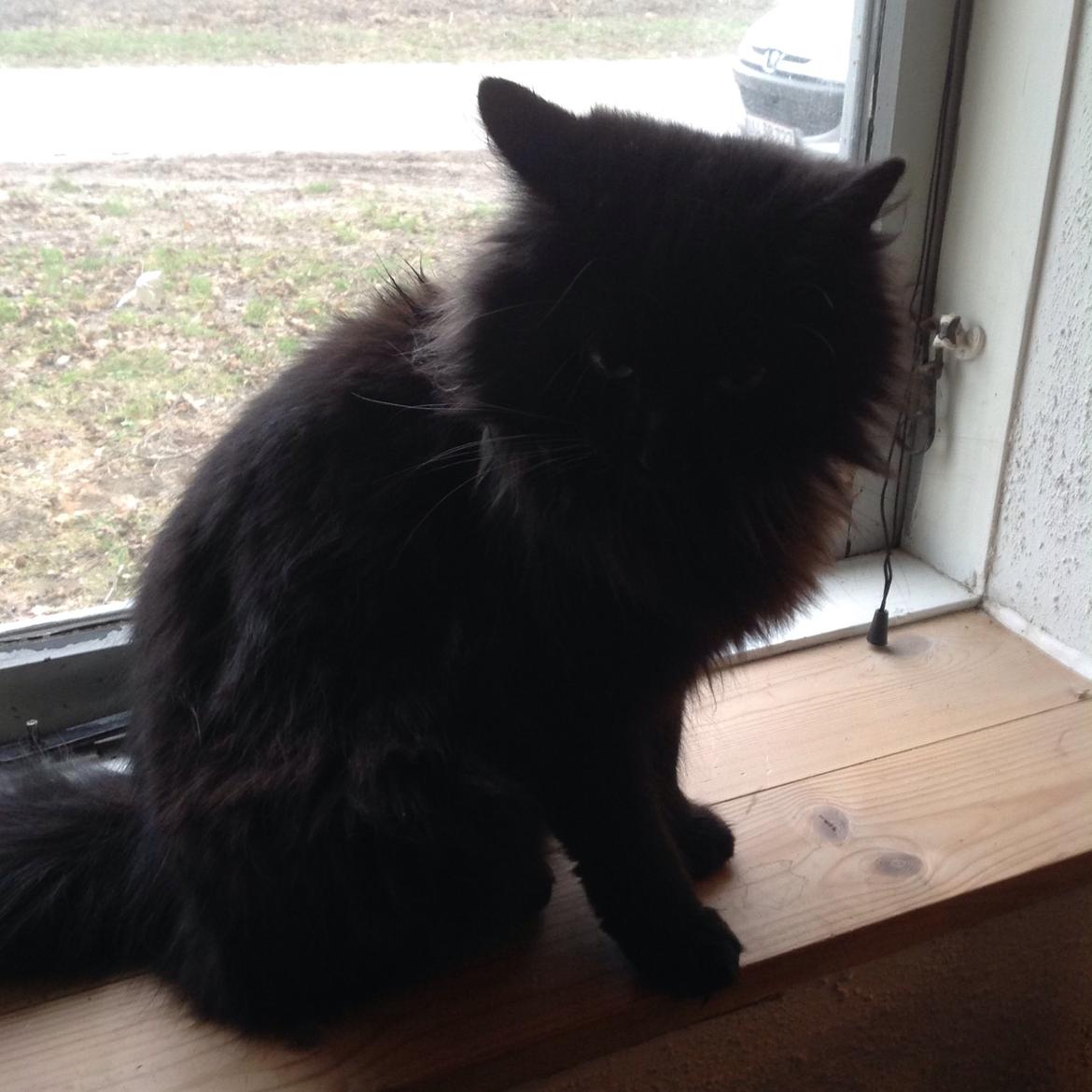 Norsk Skovkat Pussi billede 18