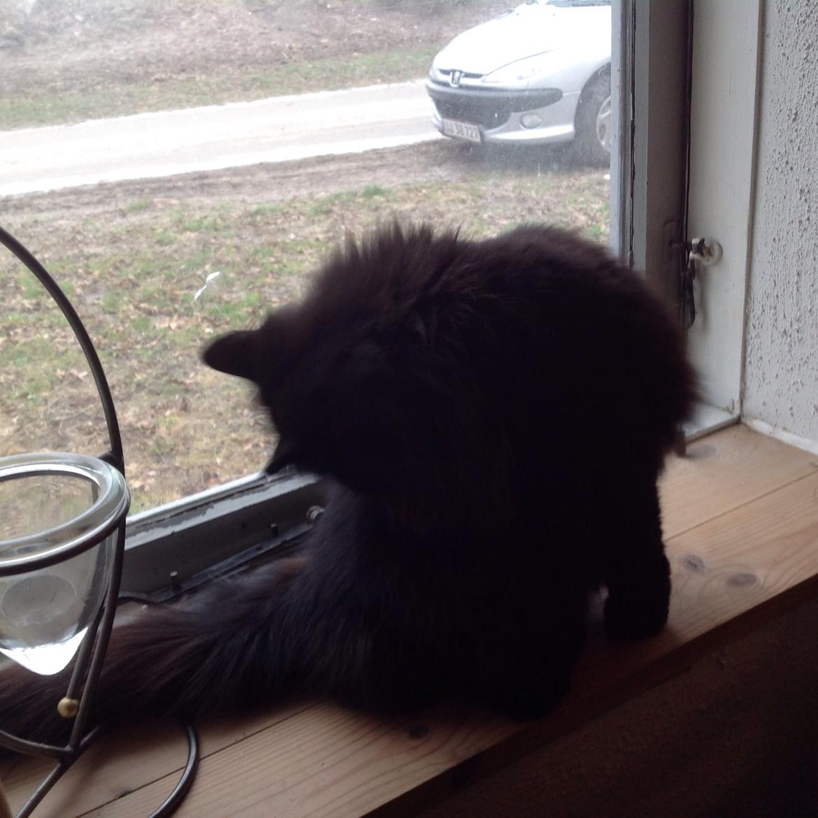 Norsk Skovkat Pussi billede 19