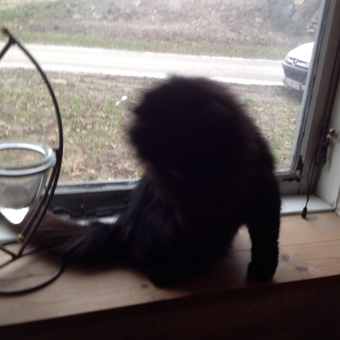 Norsk Skovkat Pussi billede 20