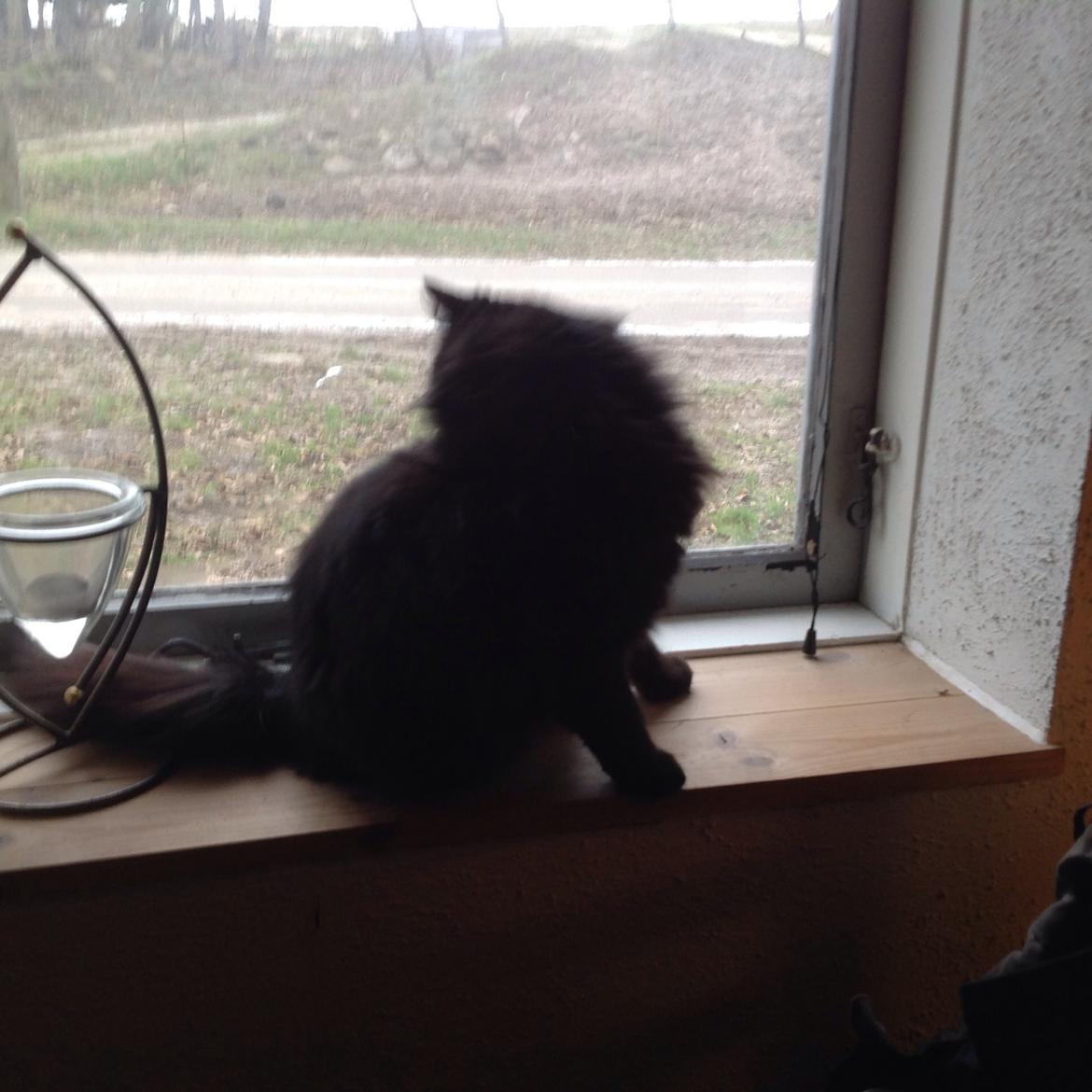 Norsk Skovkat Pussi billede 21