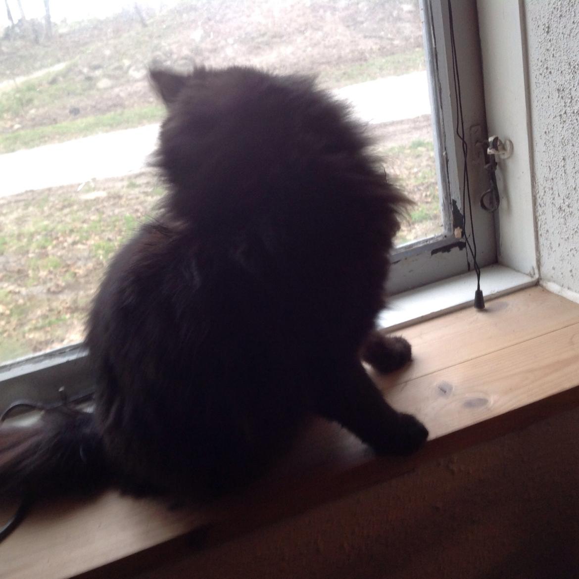 Norsk Skovkat Pussi billede 22