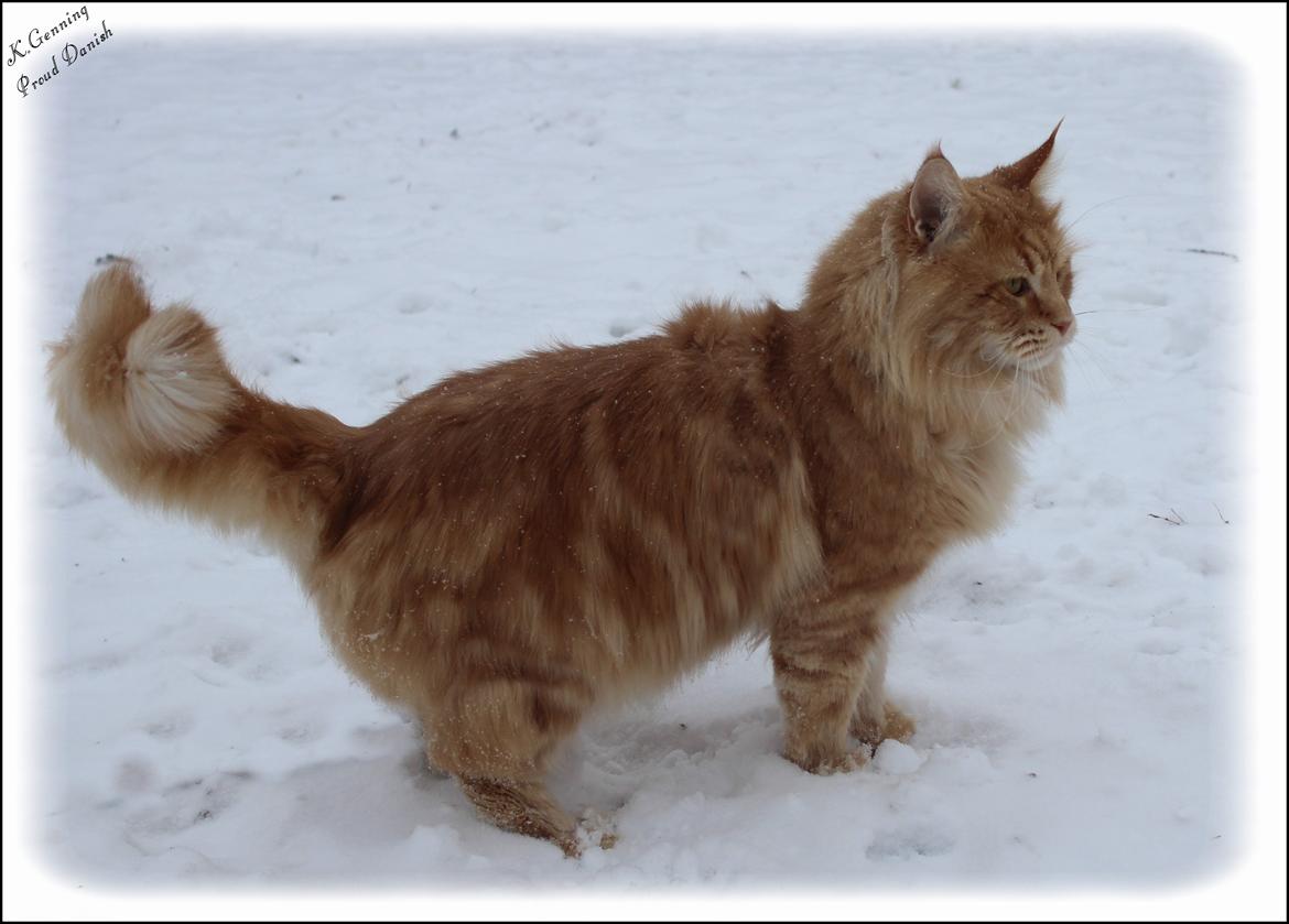 Maine Coon DK Proud Danish MoonLight billede 23