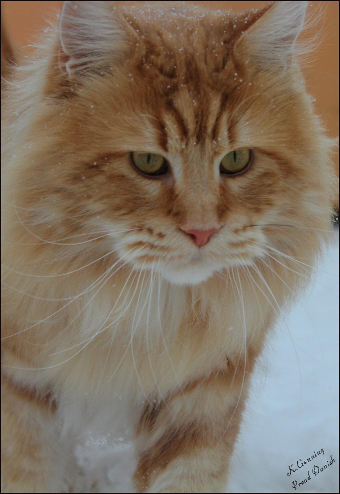 Maine Coon DK Proud Danish MoonLight billede 24