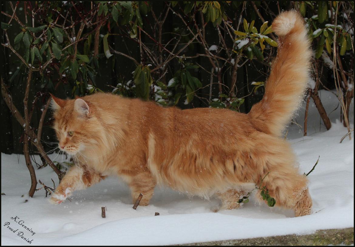 Maine Coon DK Proud Danish MoonLight billede 25
