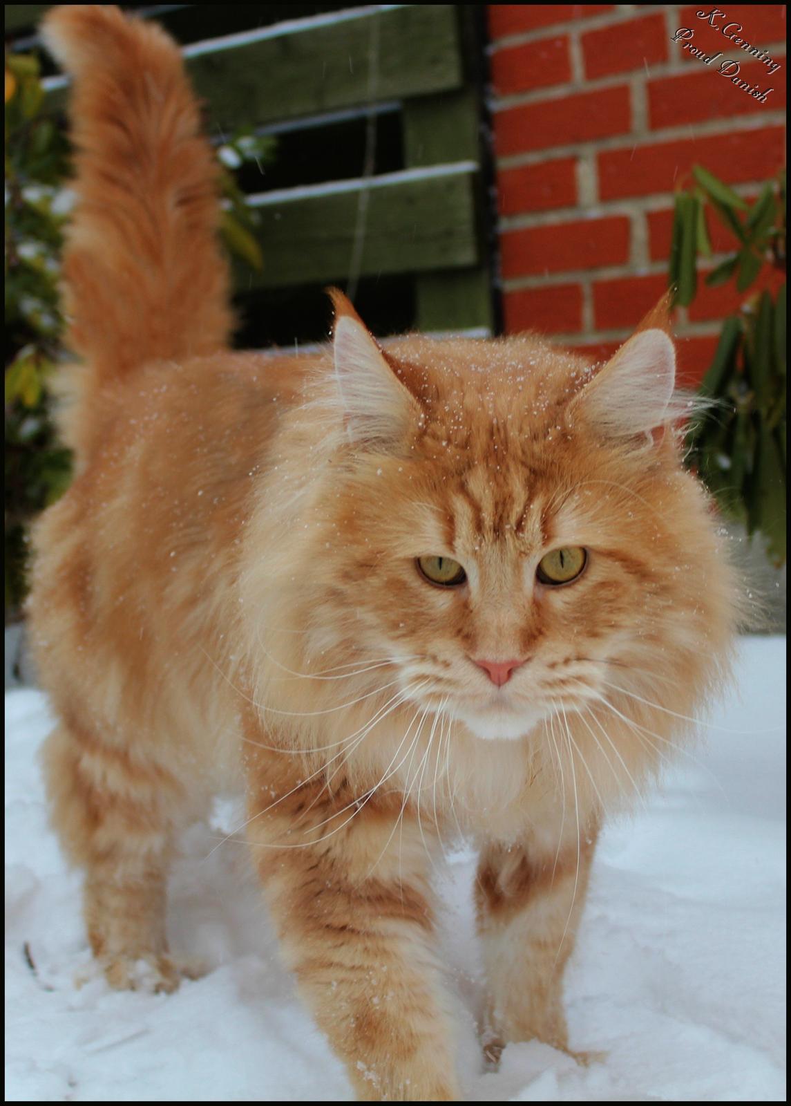 Maine Coon DK Proud Danish MoonLight billede 26