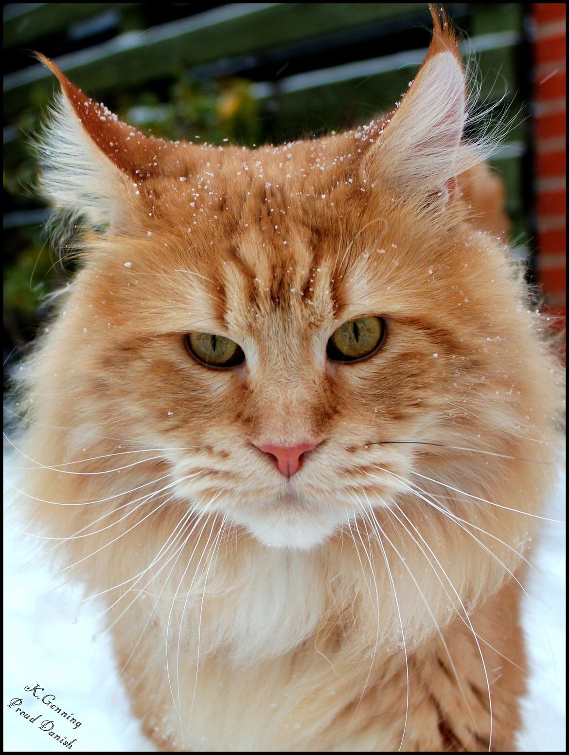 Maine Coon DK Proud Danish MoonLight billede 27