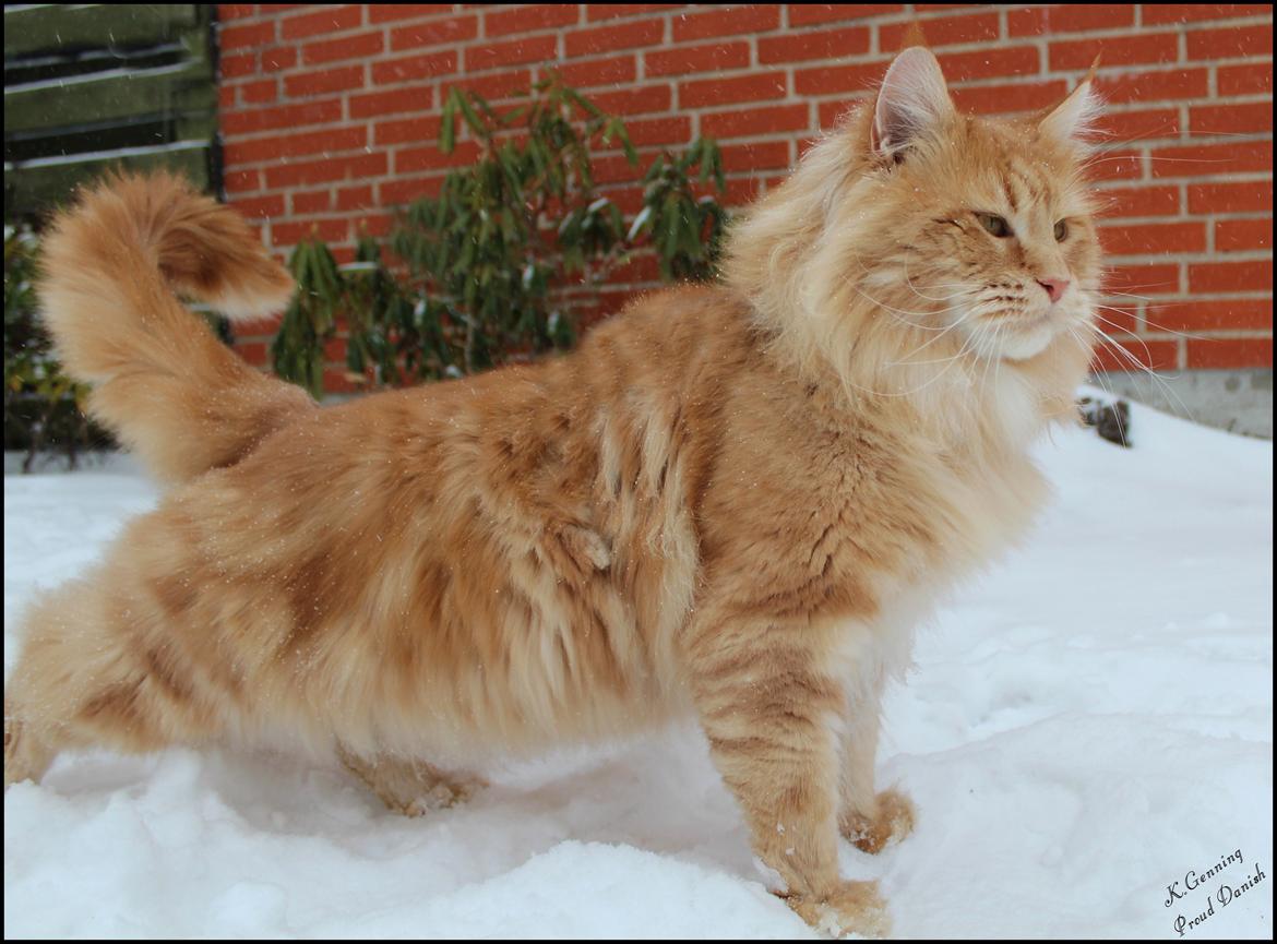 Maine Coon DK Proud Danish MoonLight billede 28