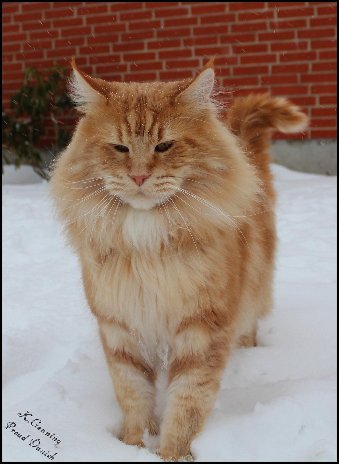Maine Coon DK Proud Danish MoonLight billede 30