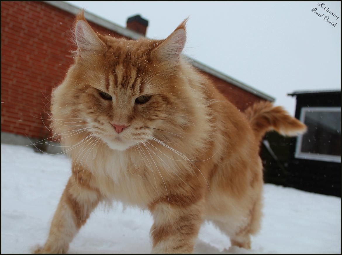 Maine Coon DK Proud Danish MoonLight billede 31