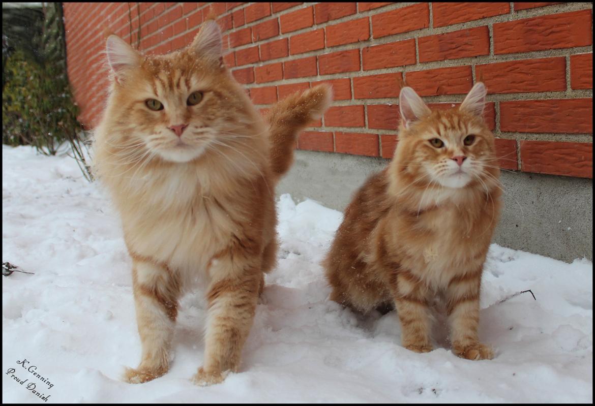 Maine Coon DK Proud Danish MoonLight - Far og Datter billede 32