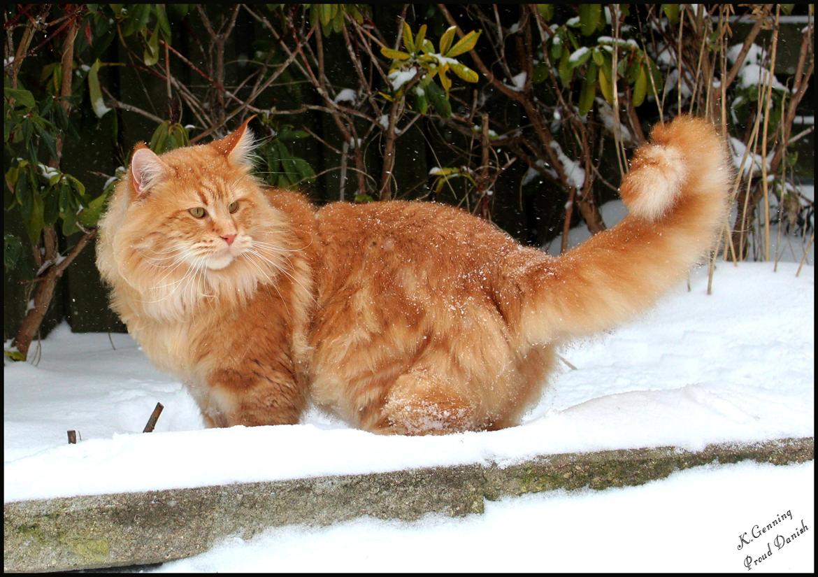 Maine Coon DK Proud Danish MoonLight billede 33
