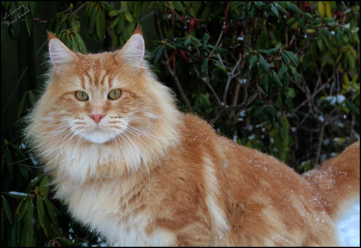 Maine Coon DK Proud Danish MoonLight billede 1