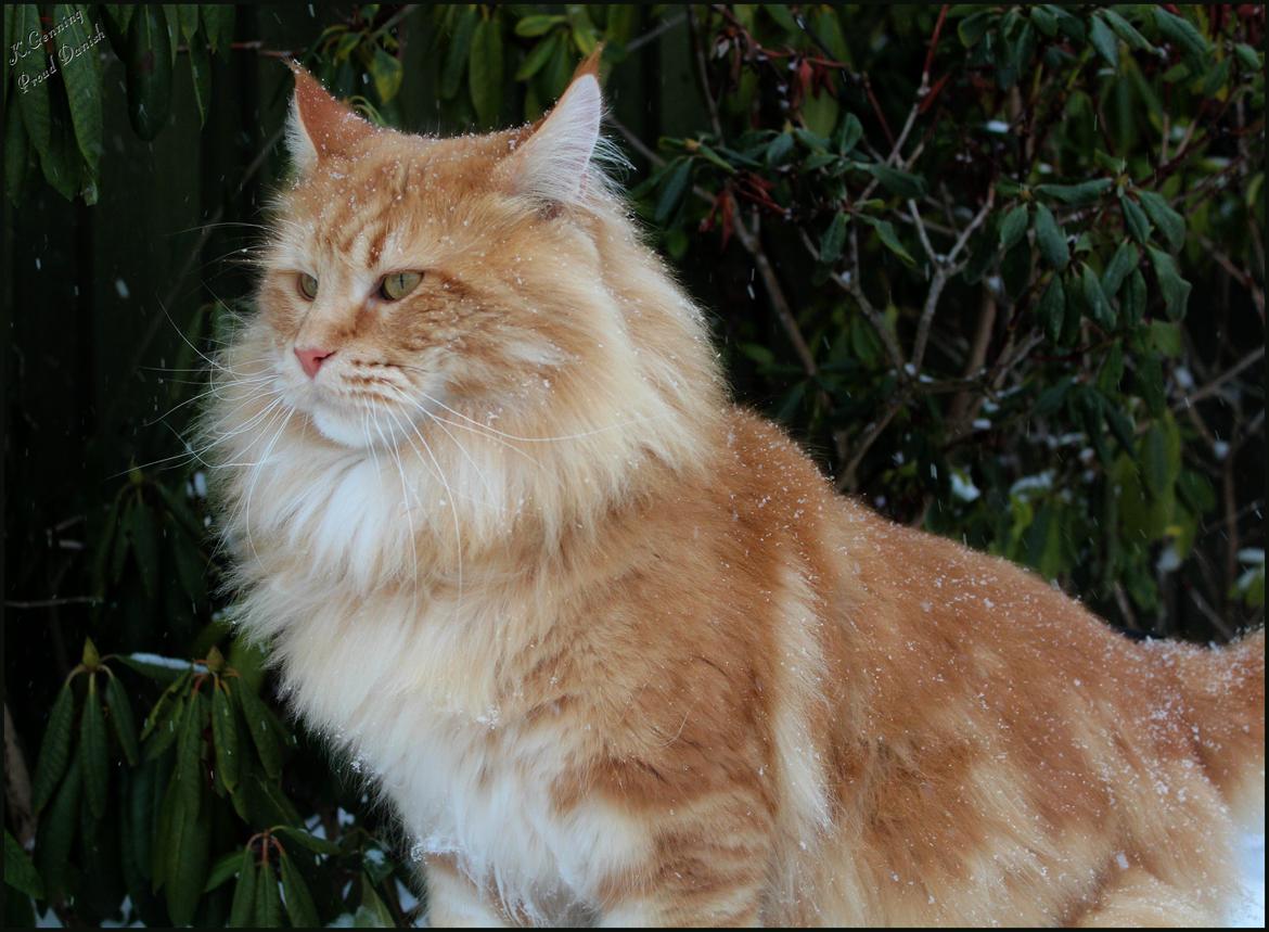 Maine Coon DK Proud Danish MoonLight billede 2