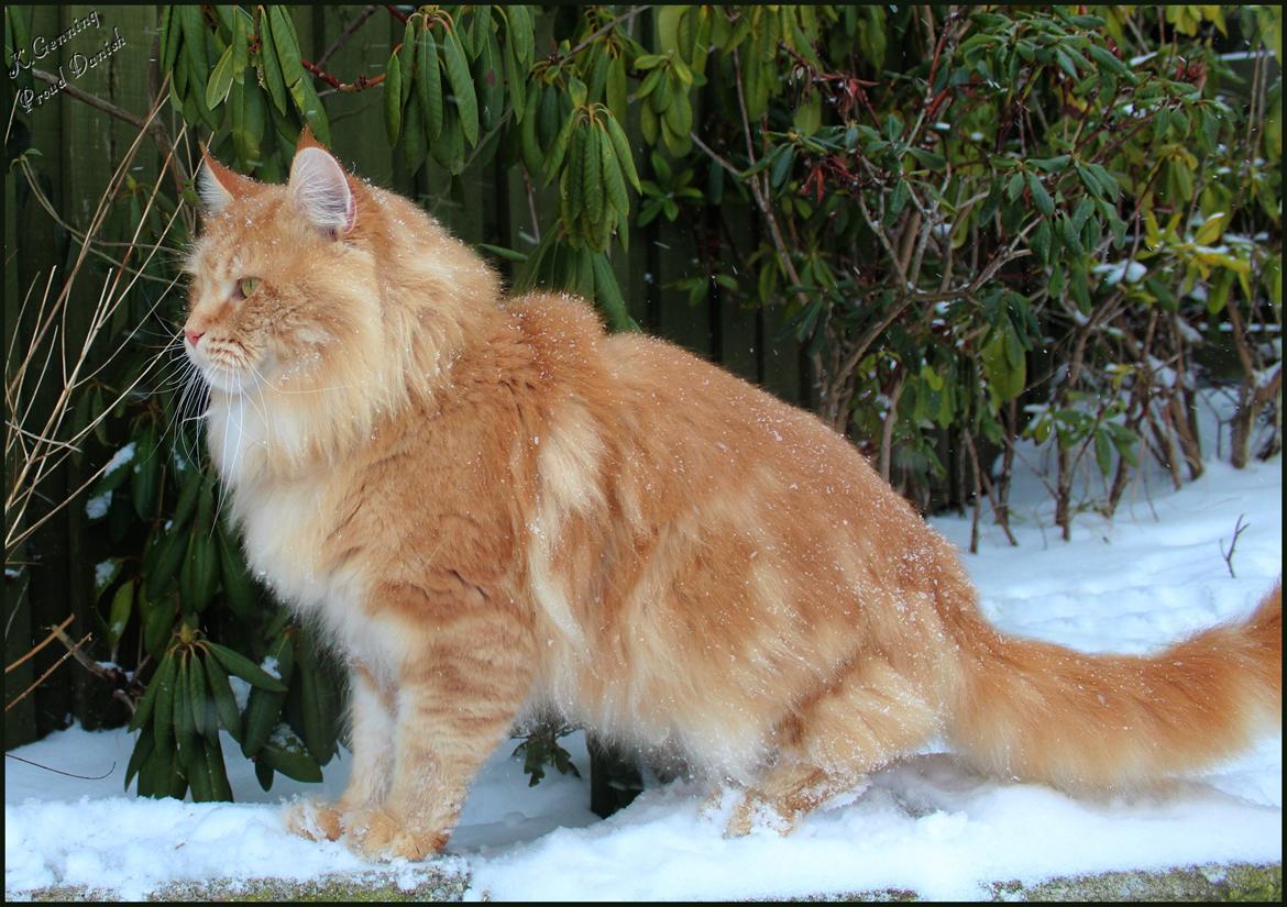 Maine Coon DK Proud Danish MoonLight billede 34