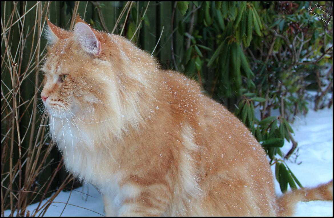 Maine Coon DK Proud Danish MoonLight billede 35