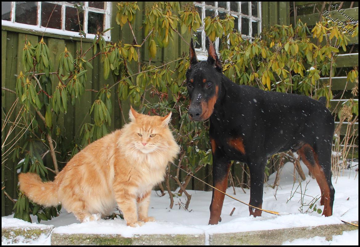 Maine Coon DK Proud Danish MoonLight billede 36