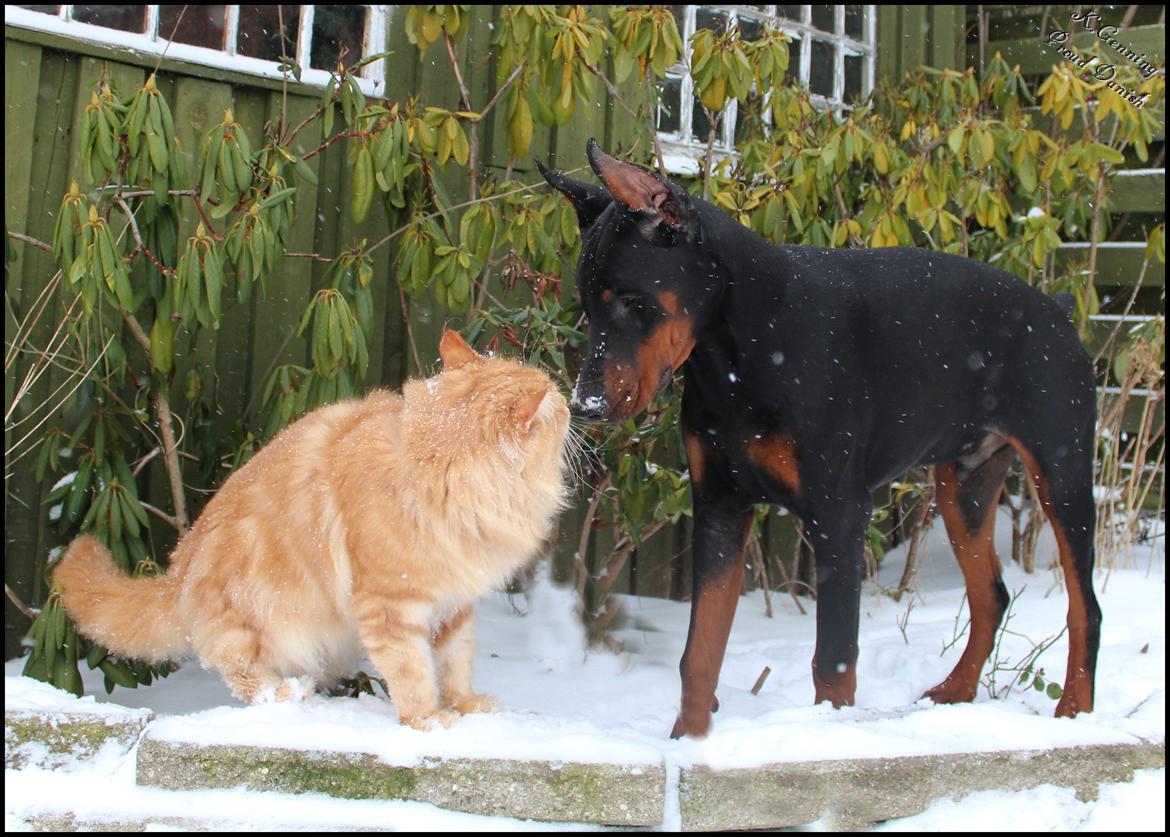 Maine Coon DK Proud Danish MoonLight billede 37