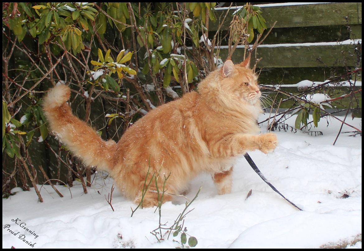 Maine Coon DK Proud Danish MoonLight billede 38