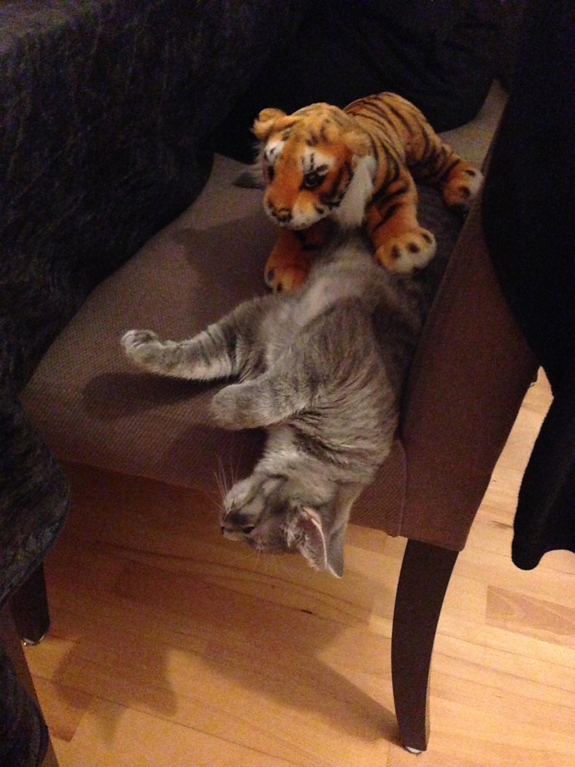 Huskat Putte - Mor jeg ligger lige og sover, så hold op med at larm med musik og abefest :D billede 24