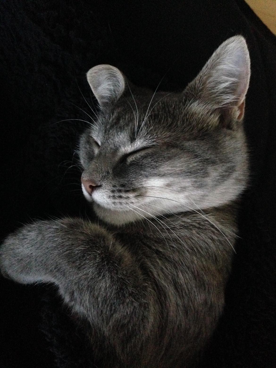 Huskat Putte - Sleeping beauti <3 billede 26