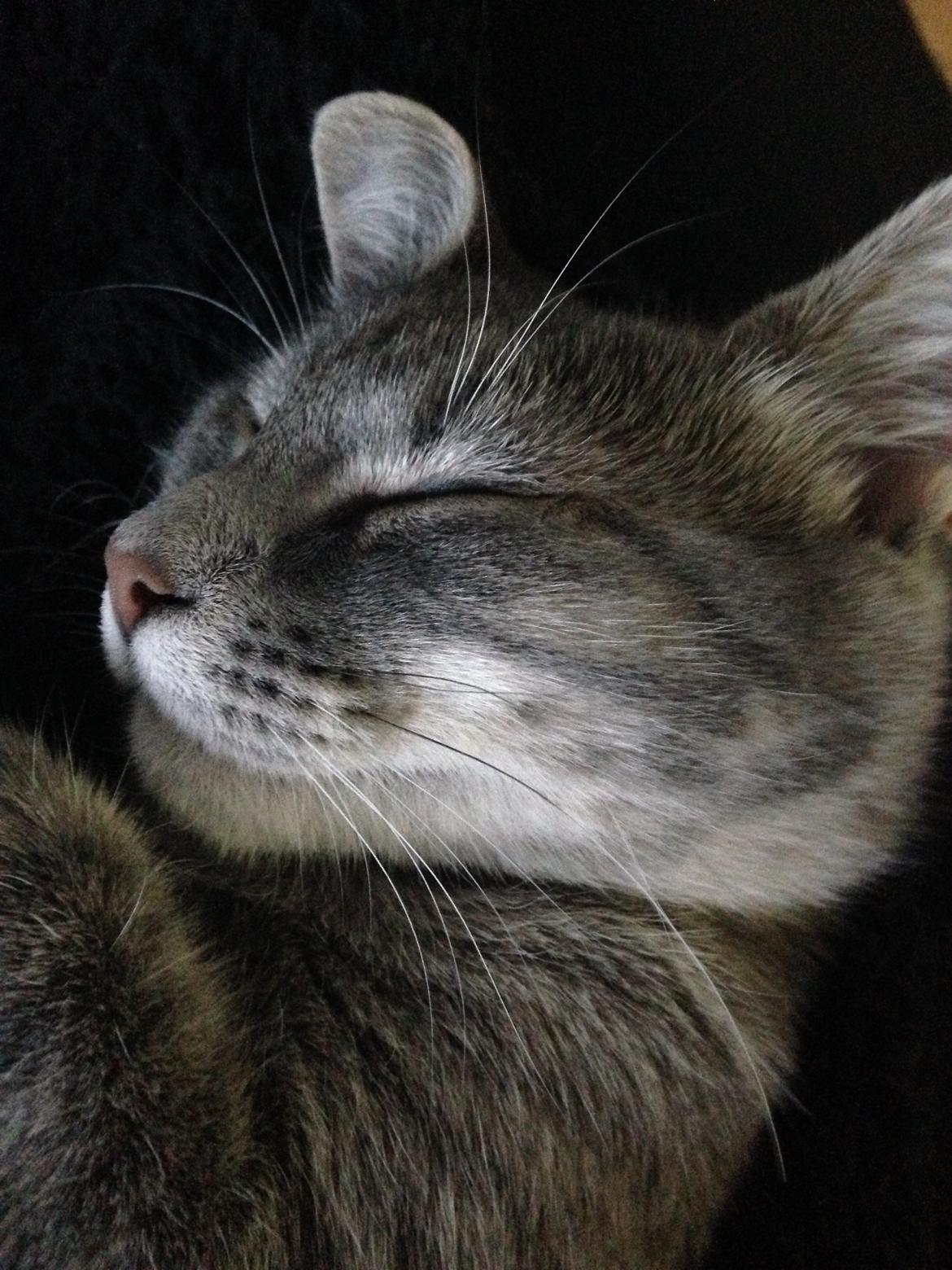 Huskat Putte billede 27