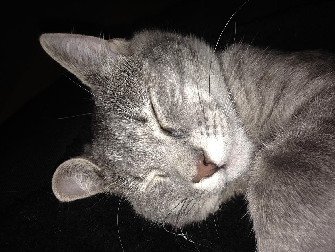 Huskat Putte billede 28