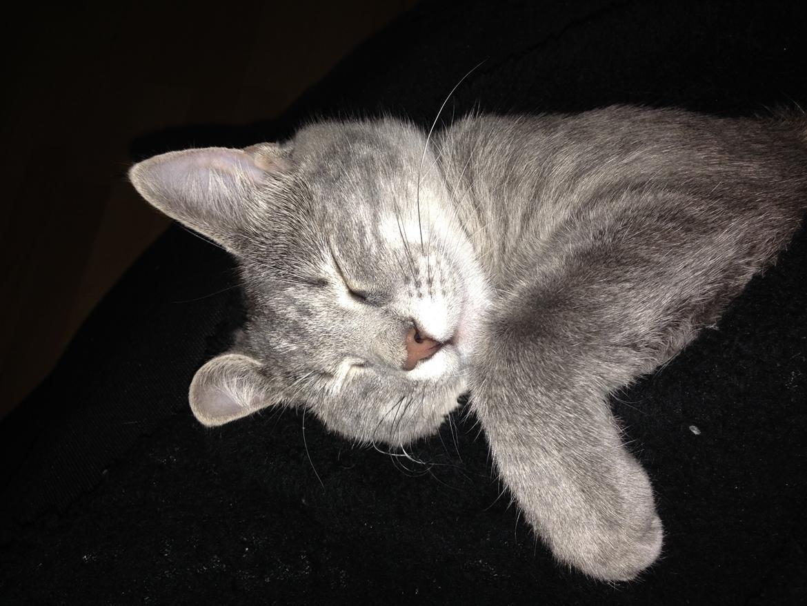 Huskat Putte - Sleeping beauti - mors diamant <3<3<3 billede 29