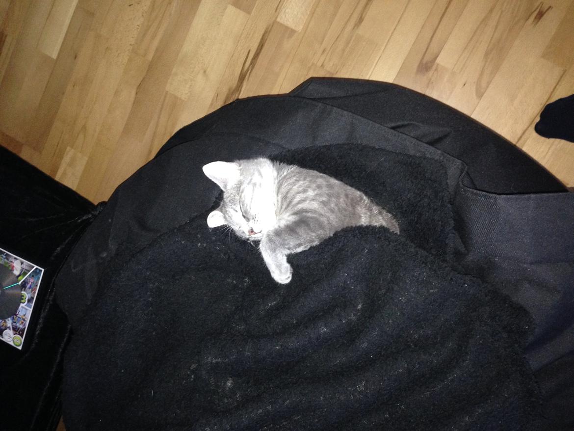 Huskat Putte billede 30